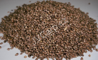 Konopí seté semenec